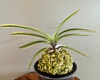 Neofinetia falcata Suruga Fukurin 駿河覆輪/Orchid/Vanda/variegated leaf/fragrant/miniature