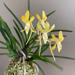 Neofinetia falcata Kibana 黃花/Orchid/Vanda/fragrant/miniature