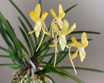 Neofinetia falcata Kibana 黃花/Orchid/Vanda/fragrant/miniature