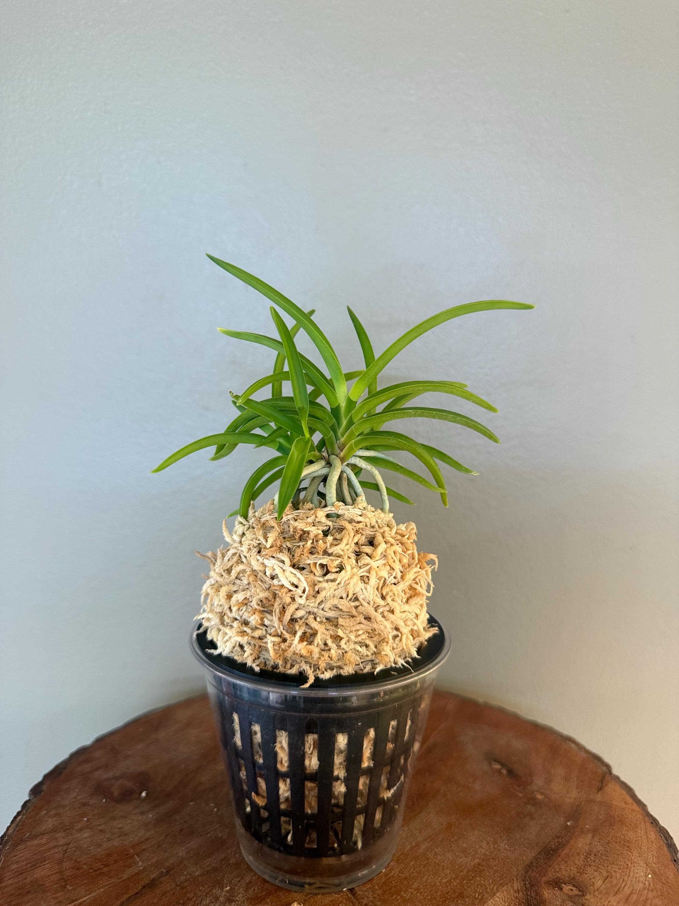 Neofinetia Falcata Jomon No Hikari 縄文の光/orchid/vanda/fragrant