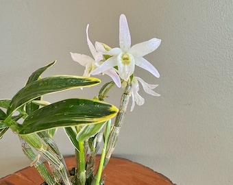 Dendrobium moniliforme Eunseol 銀雪/Orchid/Miniture