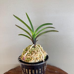 May include: A small orchid plant with vibrant green leaves and a dark purple stem. The plant is potted in a clear plastic container with a black grid design. The base of the plant is surrounded by moss.