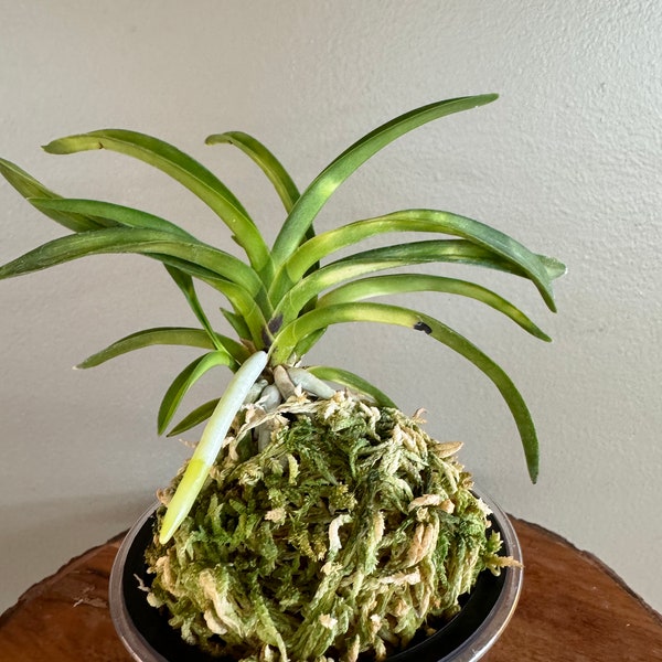 Neofinetia falcata Jitsugekko 日月光/Orchid/Vanda/variegated leaf/fragrant/miniature