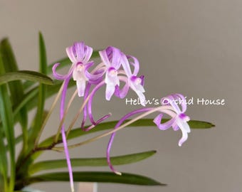 Neofinetia falcata Shineyukou 神龍紅/Orchid/Vanda/fragrant/miniature