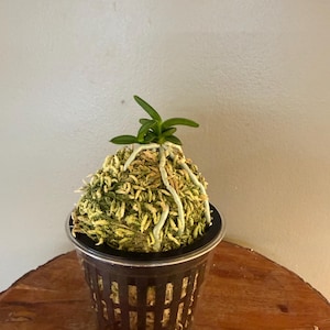 May include: A small green orchid plant with visible white roots growing from a rounded mound of textured green moss. The moss ball is seated inside a black plastic slotted net pot, which is placed within a clear plastic container.