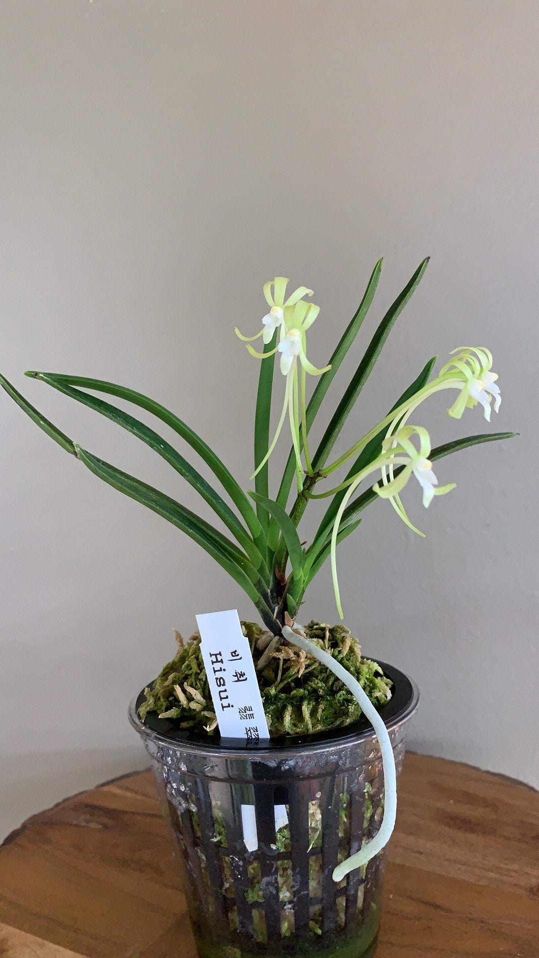 Wind Orchid Neofinetia falcata Vanda falcata $49.00 Paired with bonsai pots $35.00, and $70.00 #kimsnature Wind Orchid Neofinetia falcata Vanda falcata $49.00 Paired with bonsai pots $35.00, and $70.00 #kimsnature
