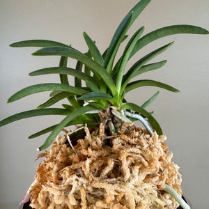 Neofinetia falcata Homeiden 豐明殿/Ruby root/Orchid/Vanda/fragrant/miniature image 7