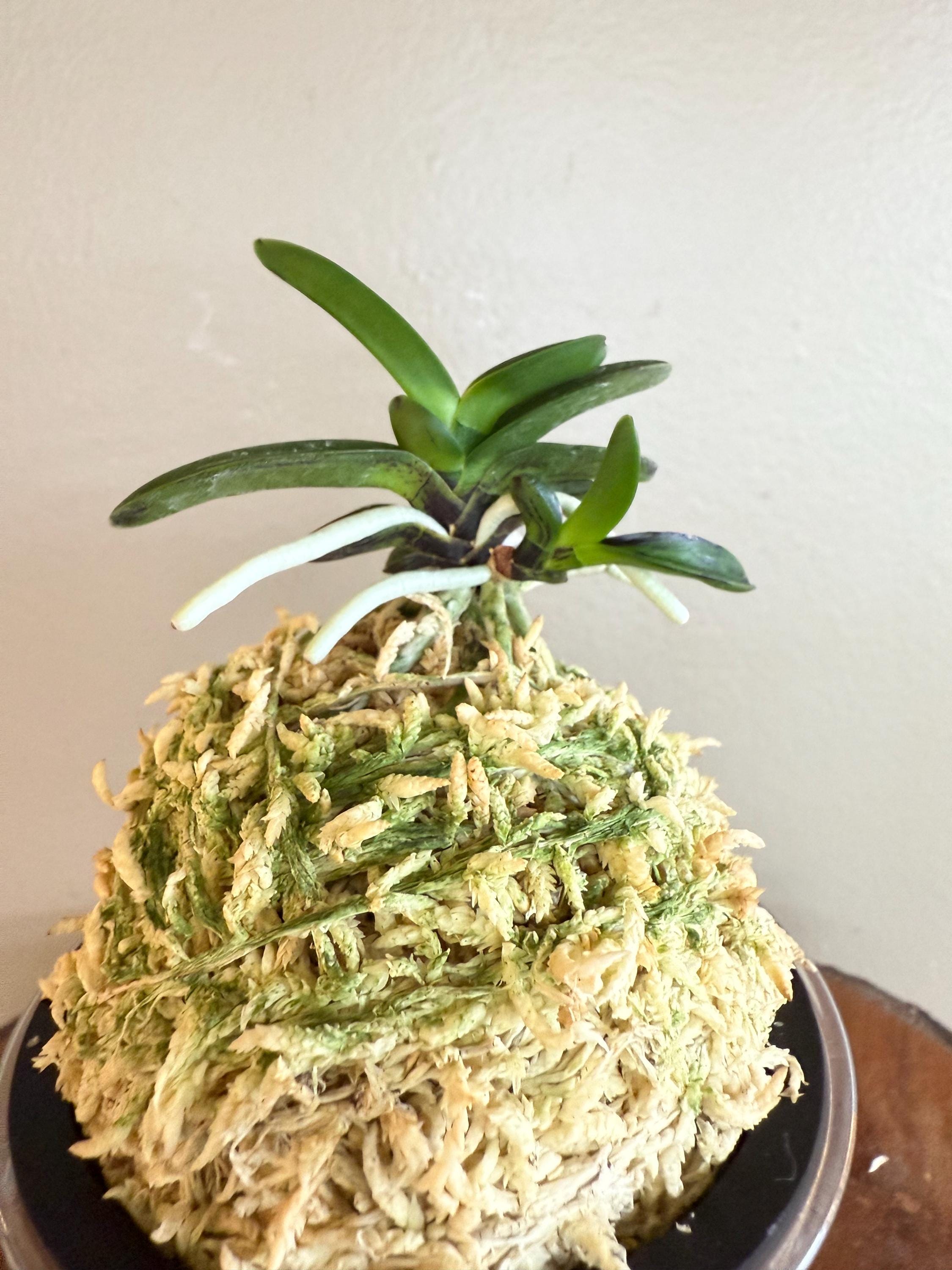 Neofinetia falcata Geumo (Kurohyo) 金烏 (jp 黑豹)/Orchid/Vanda/fragrant/miniature/sumi