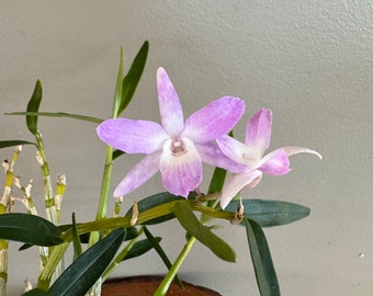 Den. moniliforme hybrid/Orchid/miniature/fragrant