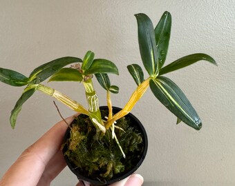 Dendrobium moniliforme BENI-KOMACHI 紅小町/Orchid/miniature/fragrant