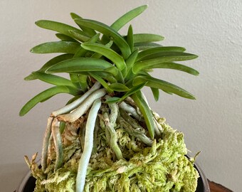 Neofinetia falcata Sedai 聖代/Orchid/Vanda/fragrant/miniature/Bean leaf