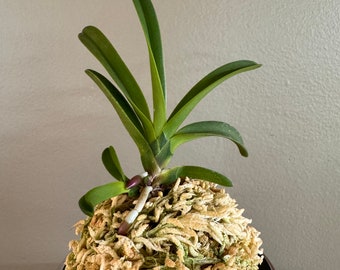 Neofinetia falcata Janggun 將軍/Orchid/Vanda/fragrant/miniature