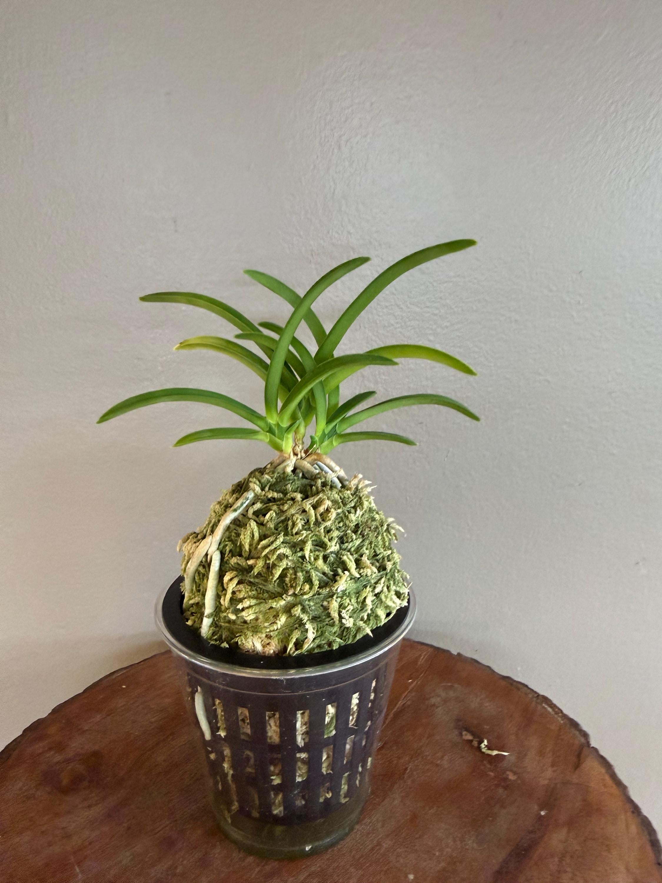 Neofinetia Falcata Kinyuko 金幽晃/orchid/vanda/fragrant/miniature