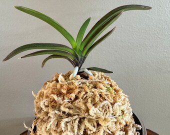 Neofinetia falcata Beniogi 紅扇/Orchid/Vanda/fragrant/miniature/variegated