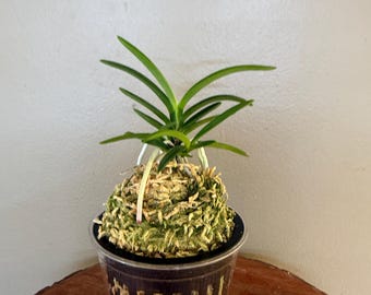 May include: A small green orchid plant with long, slender leaves growing from a rounded mound of light green sphagnum moss. The plant is housed in a dark brown, slotted plastic pot that allows for airflow to the root system.