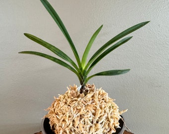 Neofinetia falcata Benibotaru 紅蛍/Orchid/Vanda/fragrant/miniature/variegated
