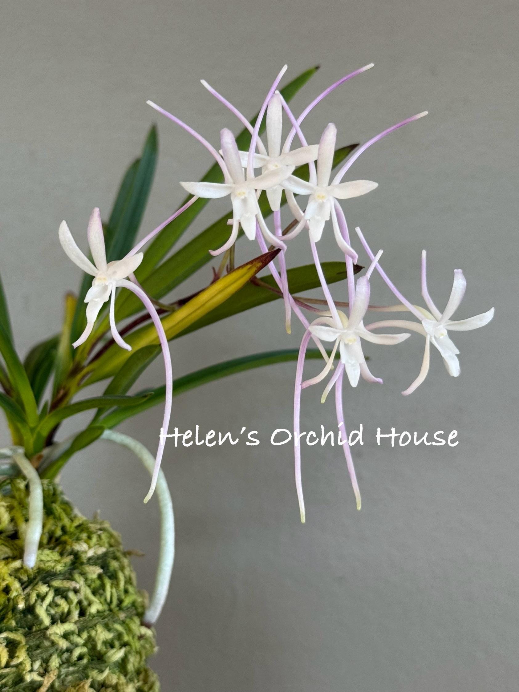 Neofinetia Falcata Samhongjeon(manjushage+raiko) 三紅殿/orchid