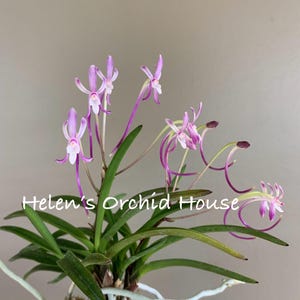 May include: A Neofinetia falcata orchid plant with long, slender, purple and white flowers and green, strap-like leaves. The plant features exposed white roots and is labeled with the text Helen's Orchid House in white lettering.