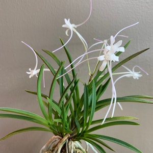 Neofinetia falcata Manjushage 曼珠沙華 with Ruby root/Orchid/Vanda/fragrant/miniature image 1