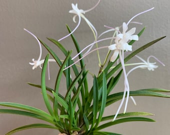 Neofinetia falcata Manjushage 曼珠沙華/Orchid/Vanda/fragrant/miniature