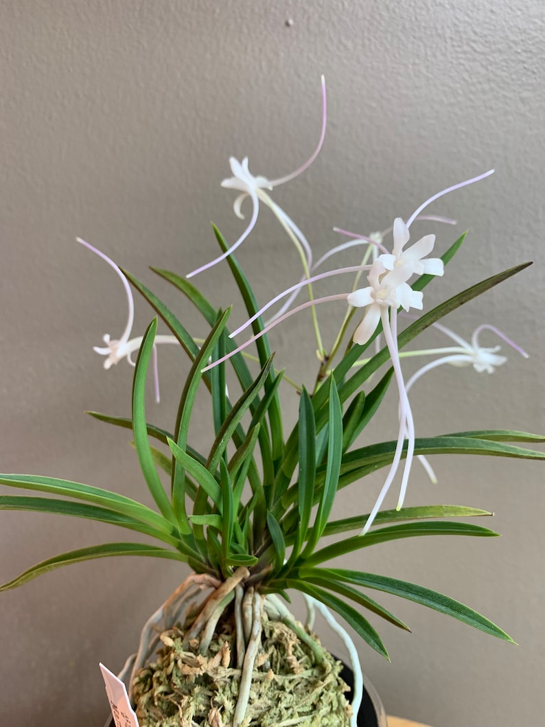 Neofinetia falcata Manjushage 曼珠沙華 with Ruby root/Orchid/Vanda/fragrant/miniature image 1