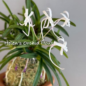 May include: A potted orchid plant with white flowers and long, slender petals. The plant has vibrant green leaves and is set in a brown pot. The text "Helen's Orchid House" is visible on the image.