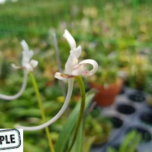 May include: A white orchid flower with a long, slender, curved spur and delicate petals, featuring subtle purple markings at the center. The flower is supported by a thin, green stem, with a rectangular label in the corner reading SAMPLE.