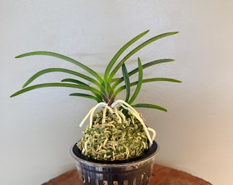 May include: A Neofinetia falcata orchid plant with long, slender, dark green leaves and thick, pale white roots. The plant is mounted on a rounded mound of green sphagnum moss, which is set inside a clear, black-slotted plastic orchid pot.