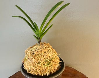 May include: A Neofinetia falcata orchid plant with long, slender, pointed green leaves emerging from a spherical mound of light tan dried sphagnum moss, which is securely nestled inside a clear, cylindrical plastic slotted orchid pot.