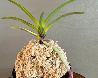 Neofinetia falcata Kinboshi 金星/Orchid/Vanda/fragrant/miniature