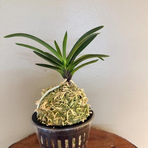 May include: A Neofinetia falcata orchid plant with long, slender, dark green leaves growing from a central stem. The roots are wrapped in a dense, spherical mound of light green sphagnum moss, which is set inside a clear, black-slotted plastic pot.
