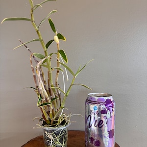 Dendrobium moniliforme JITSUGETSU-FUKURIN 日月覆輪/Orchid/Miniture/fragrant image 6
