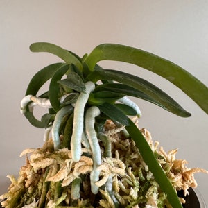 Neofinetia falcata Onami Seikai 大波青海/Orchid/Vanda/fragrant/miniature image 4