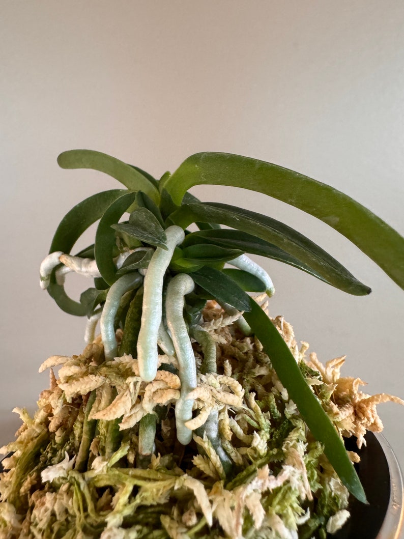 Neofinetia falcata Onami Seikai 大波青海/Orchid/Vanda/fragrant/miniature image 4