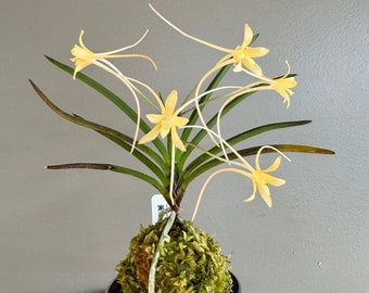 Neofinetia falcata Hwangjiyeon 黃池淵/Orchid/Vanda/fragrant/miniature