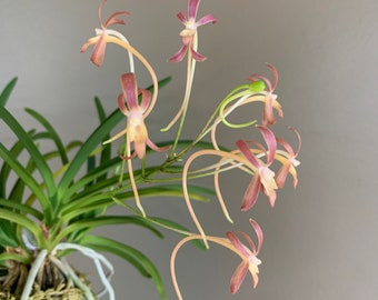 Neofinetia falcata Benigkaede 紅楓/Orchid/Vanda/fragrant/miniature