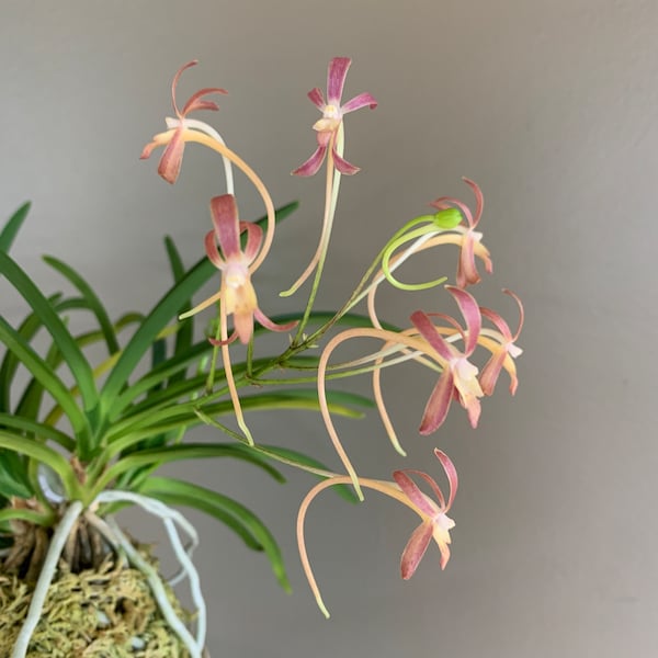 Neofinetia falcata Benigkaede 紅楓/Orchid/Vanda/fragrant/miniature