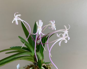 Neofinetia falcata Juyeong 朱影/Orchid/Vanda/fragrant/miniature