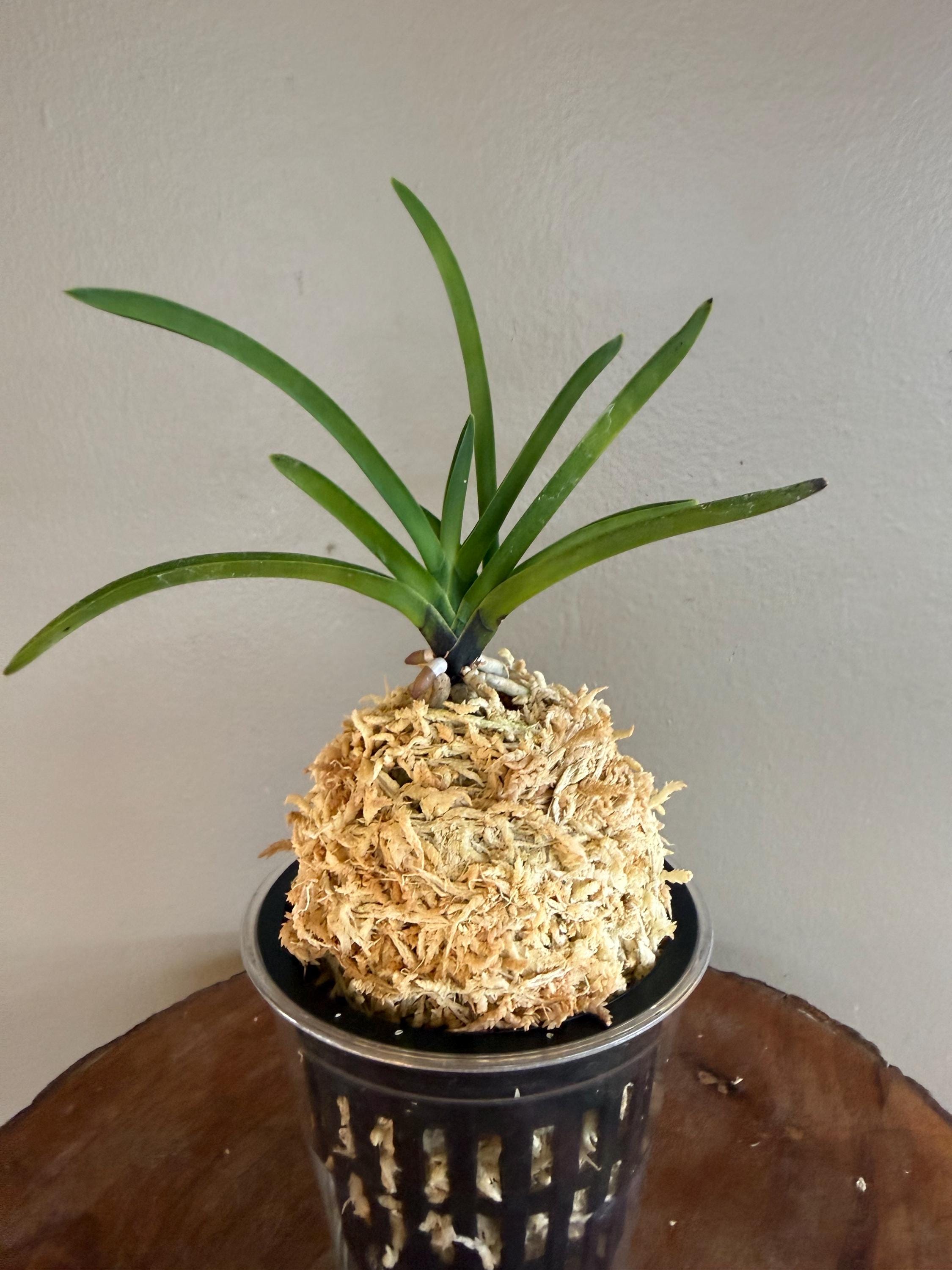 Neofinetia Falcata Shutenno 朱天王/orchid/vanda/fragrant/miniature