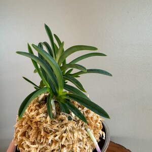 Neofinetia falcata Homeiden 豐明殿/Ruby root/Orchid/Vanda/fragrant/miniature image 6