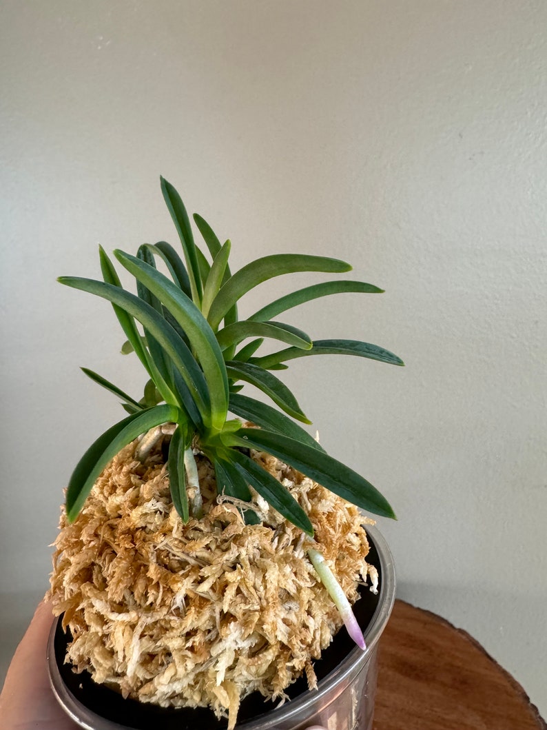 Neofinetia falcata Homeiden 豐明殿/Ruby root/Orchid/Vanda/fragrant/miniature image 6