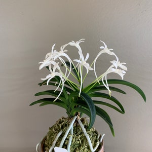 Neofinetia falcata Onami Seikai 大波青海/Orchid/Vanda/fragrant/miniature image 6