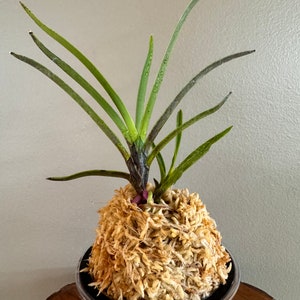 Neofinetia falcata Manjushage 曼珠沙華 with Ruby root/Orchid/Vanda/fragrant/miniature image 2
