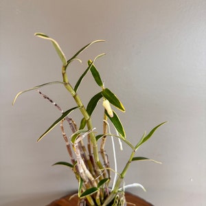 Dendrobium moniliforme JITSUGETSU-FUKURIN 日月覆輪/Orchid/Miniture/fragrant image 5