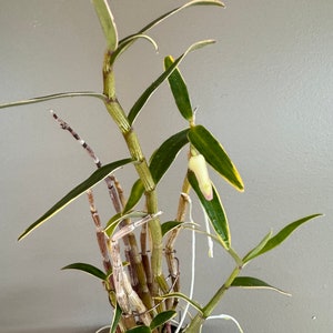 Dendrobium moniliforme JITSUGETSU-FUKURIN 日月覆輪/Orchid/Miniture/fragrant image 2