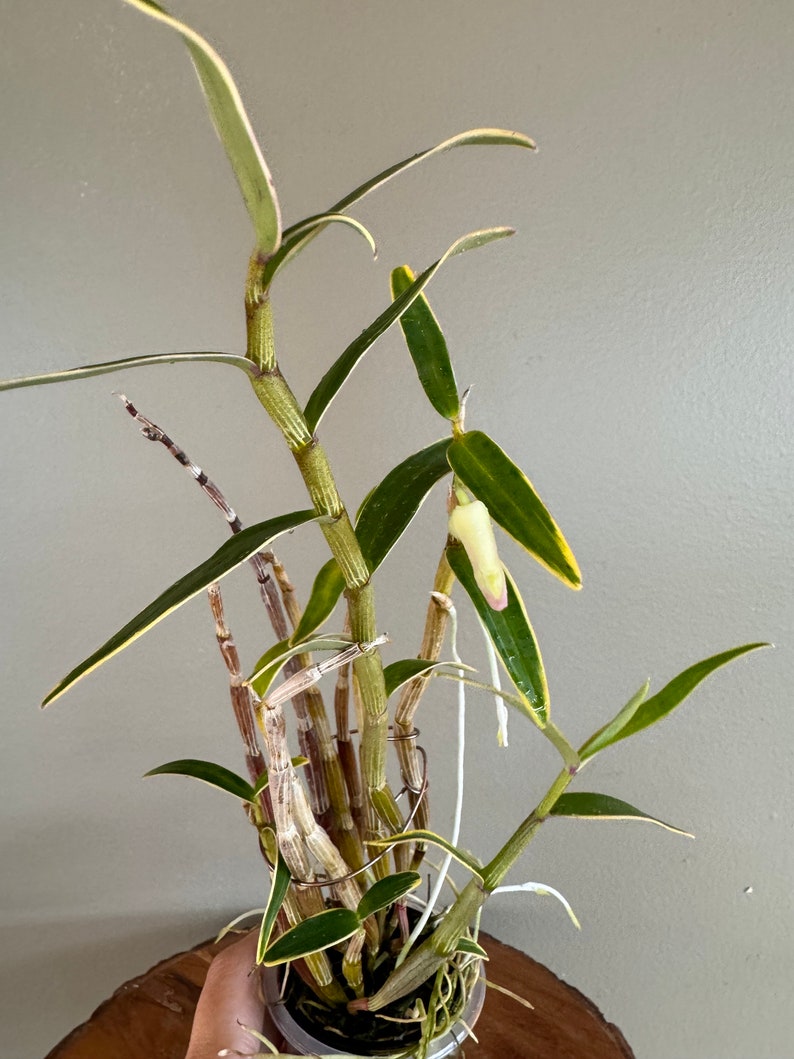 Dendrobium moniliforme JITSUGETSU-FUKURIN 日月覆輪/Orchid/Miniture/fragrant image 2