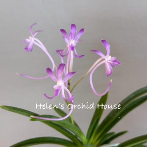 Neofinetia falcata Wonhong 元紅/Orchid/Vanda/fragrant/miniature