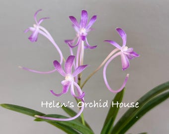 May include: A flowering orchid plant with slender, light purple petals and long, curved spurs. The plant features dark green, strap-like leaves at the base. The text "Helen's Orchid House" is printed in white across the center of the image.