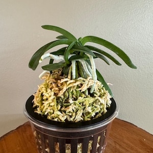 Neofinetia falcata Onami Seikai 大波青海/Orchid/Vanda/fragrant/miniature image 1