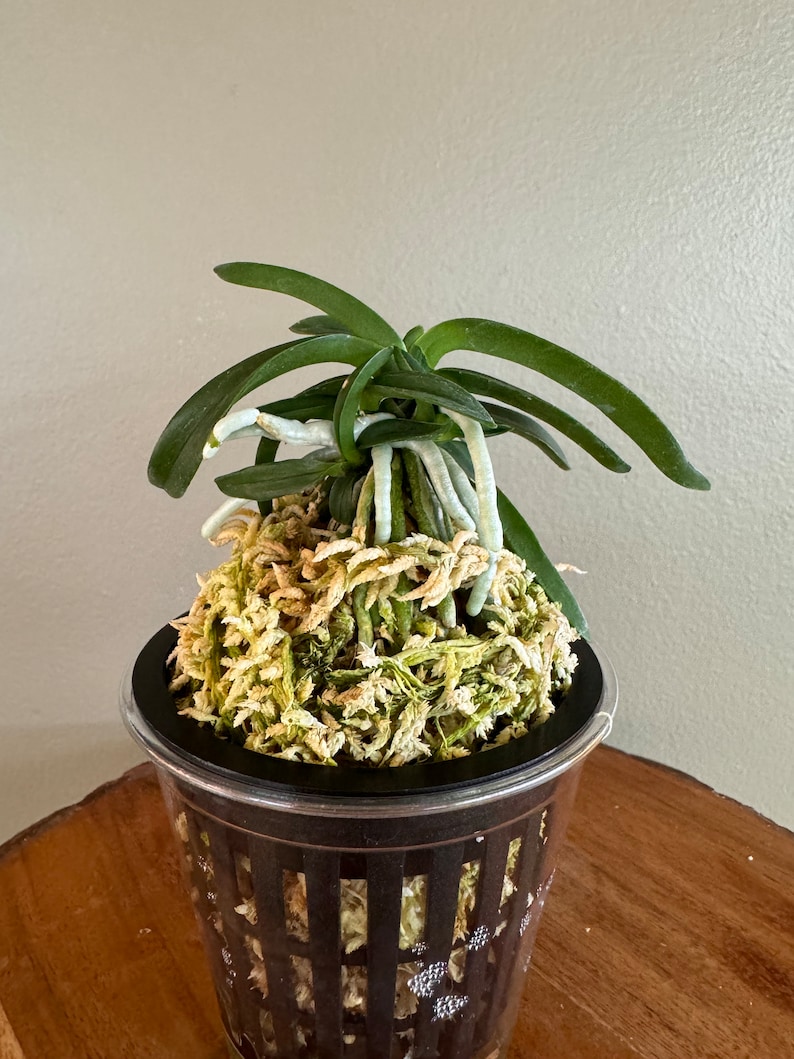 Neofinetia falcata Onami Seikai 大波青海/Orchid/Vanda/fragrant/miniature image 1